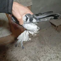 آبی پا پر سه پر مونده ماده|پرنده|ملکان, |دیوار