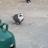 کبوتر|پرنده|شیراز, فرودگاه شهید دستغیب شیراز|دیوار