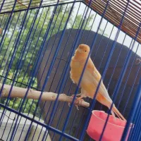 یک جفت قناری سوپر