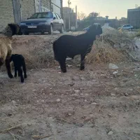 بره قوچی|حیوانات مزرعه|شیراز, شهرک کوشکک|دیوار