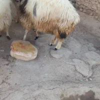 یک عدد میش‌ فروشی|حیوانات مزرعه|دیشموک, |دیوار