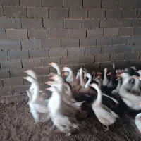 غاز لیندا و خاکستری و غاز محلی همه سالم و چاق|حیوانات مزرعه|سیمین شهر, |دیوار