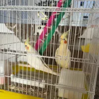 عروس هلندی