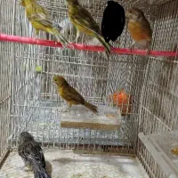 قناری ماده،کوتوله،عروس،مرغ عشق