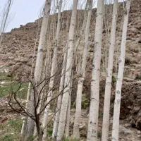 خریدچوب انواع درخت وسقفی
