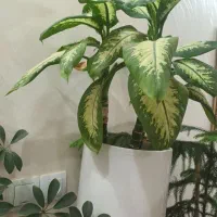 گل دیفن|گل و گیاه طبیعی|تربت‌حیدریه, آغوی|دیوار