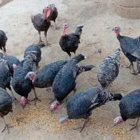 بوقلمون سیاه برنز نر و ماده