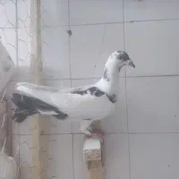 ۷تاگرقتنی