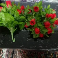 همه سالم و تمیز|حراج|قم, کلهری|دیوار