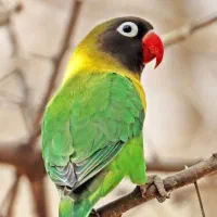 جفت ماسکت یقه زرد ( از والد های جدا)|پرنده|تهران, عبدلآباد|دیوار