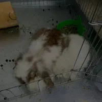 خرگوش لوپ نر با قفس