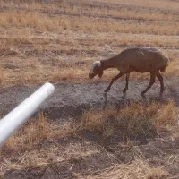 فروش جو و گندم