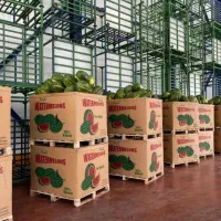 هندوانه بیضی صادراتی b32