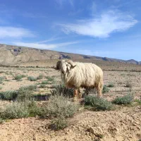 قوچ داشتی درجه یک