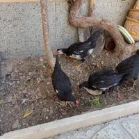 نیمچه خروس لری|حیوانات مزرعه|ابریشم, |دیوار