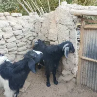 گتاچ خوب|حیوانات مزرعه|سراوان, |دیوار