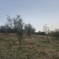 ۳۰۰متر خاص ترین زمین بابلکنار|فروش زمین و ملک کلنگی|مرزیکلا, |دیوار