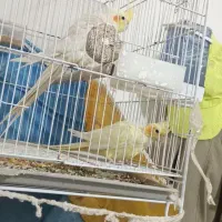 عروس هلندی|پرنده|چناران, |دیوار