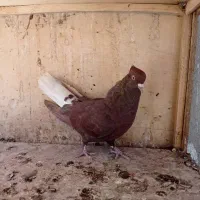 کفتر رنگی
