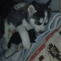 توله سگ هاسکی گمشده