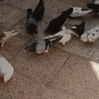 کفتر نر و ماده قاطی|پرنده|شیراز, دشت چنار|دیوار