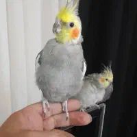 عروس هلندی جفت|پرنده|هشتگرد, مدرس|دیوار