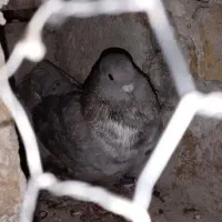 کبوتر