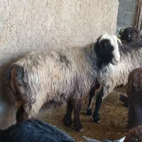 قوچ داشتی اتیقه