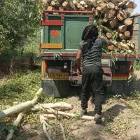 برش و خرید چوب|خدمات باغبانی و درختکاری|اندیمشک, |دیوار