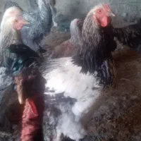 چندتا خروس برهما لایت فروشی|حیوانات مزرعه|مشگین شهر, |دیوار