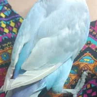 جفت نر و ماده مارال یاسی