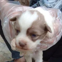 سگ پاکوتاه|سگ|جونقان, |دیوار