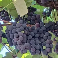 فروش انگور سیاه عطری