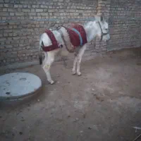 تعدادی الاغ نر و ماده