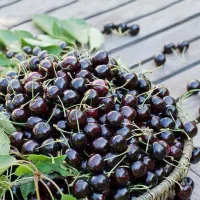 انواع نهالبا تضمین اصالت نهال گیلاس تکدانه هارت|خدمات باغبانی و درختکاری|نمین, |دیوار
