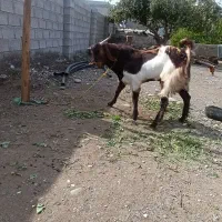 فروش نری  عالی