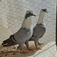یه جفت مخمل سبز