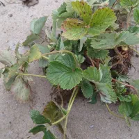 بوته توت فرنگی خارجی فرانسوی|گل و گیاه طبیعی|آکند, |دیوار