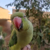 انواع شاه  طوطی    گرینچیک   ملنگو     عروس هلندی
