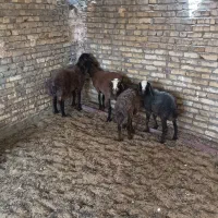 گوسفند