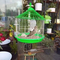 سهره خاکی|پرنده|رشت, شهرک صبا|دیوار