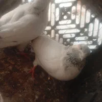 کبوتر|پرنده|اصفهان, بهارستان|دیوار