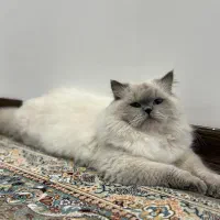 میکس بریتیش پرشین|گربه|ری, دولتآباد|دیوار