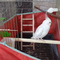 عروس هلندی|پرنده|فردیس, شهرک شهید حسینی|دیوار