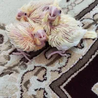 جوجه عروس هلندی|پرنده|فسا, |دیوار