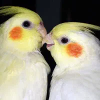 عروس هلندی یک جفت