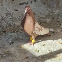 سینه سرخ وسینه زرد|پرنده|شیراز, کوشک میدان|دیوار