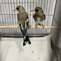 سره ۲رگ جفتی عطیقه۳عدد