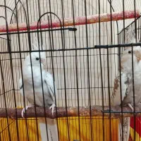 2جفت عروس هلندی کارداده ضمانتی