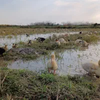 فروش جوجه اردک های یک ماهه(با تضمین سلامت و اصالت)